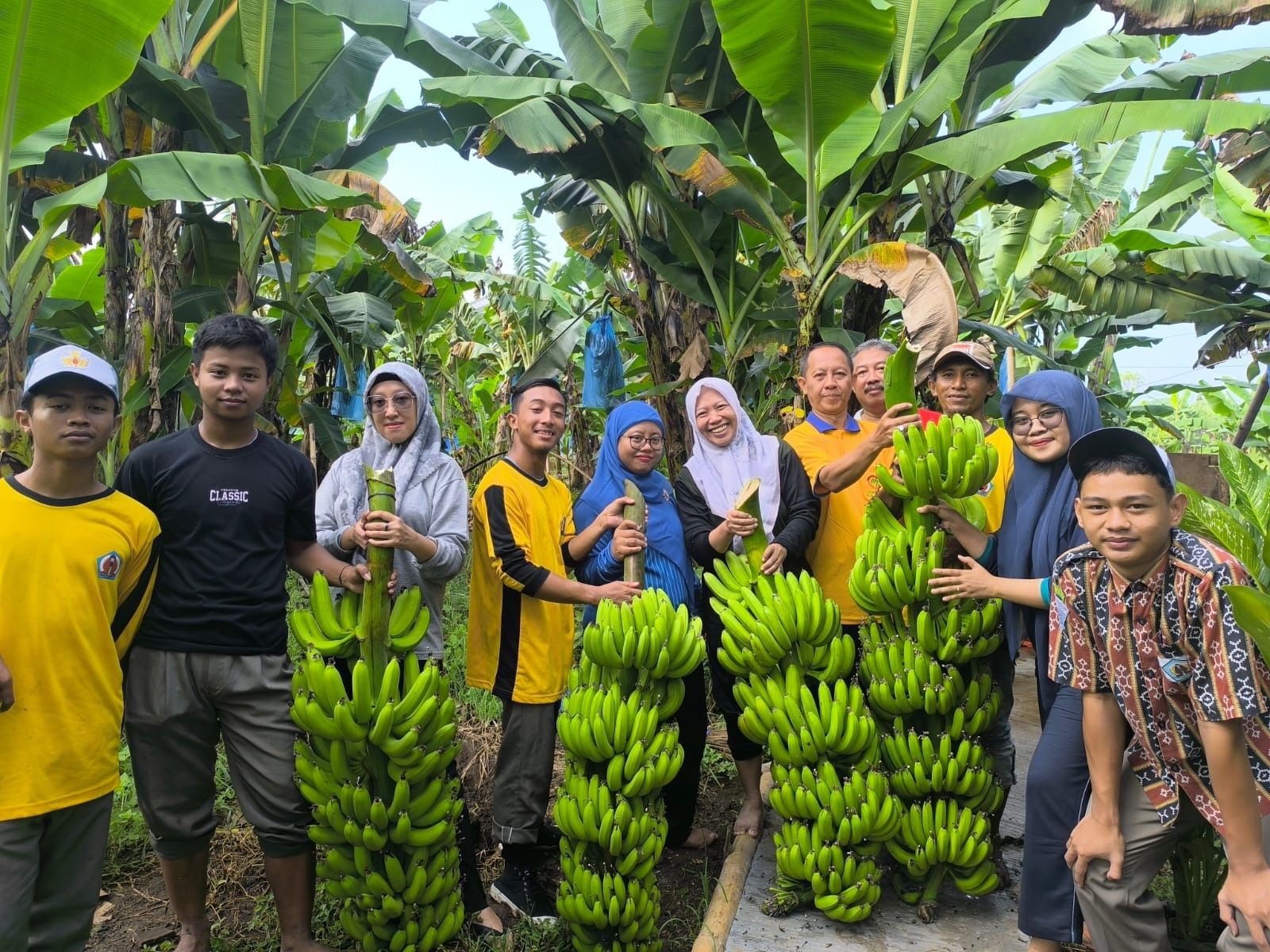 ATPH Panen Pisang Cavendish
